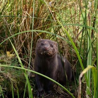 Mink 