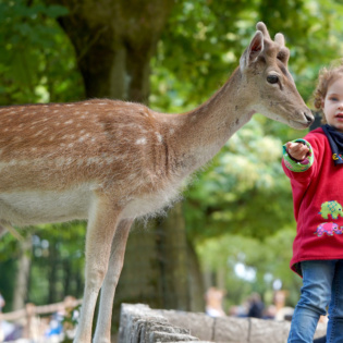 Damwild fuettern im Freigehege 
