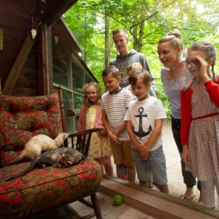 Frettchen beobachten 