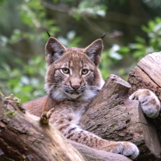 Luchsjungtier im Wildpark Schwarze Berge 2 