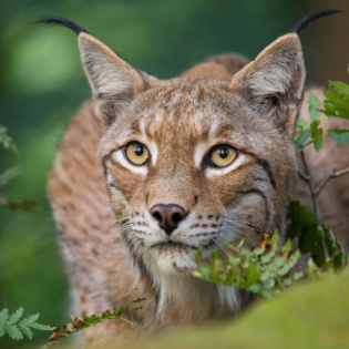 Nationalpark Harz Luchs Ole Anders 1 3500px