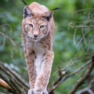 Nationalpark Harz Luchs Ole Anders 3