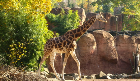 Giraffe in Themenwelt Sambesi