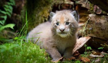 Nationalpark Harz Luchs Ole Anders 4 3500px